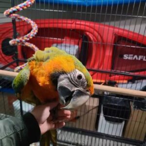 scarlet macaws for sale