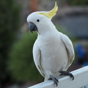 Cockatoo Parrots