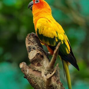 Conure Parrots