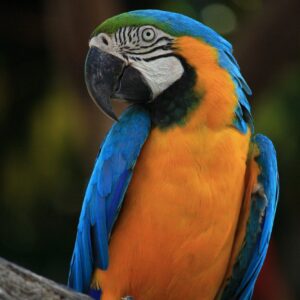 Macaw Parrots