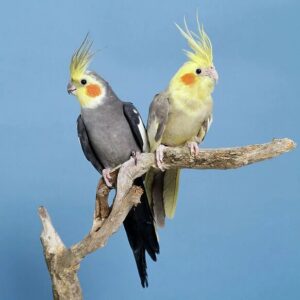 Cockatiel Parrots