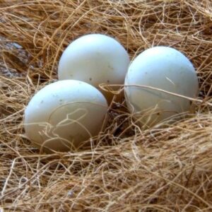 Parrot Eggs