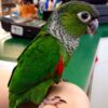 black capped conure price