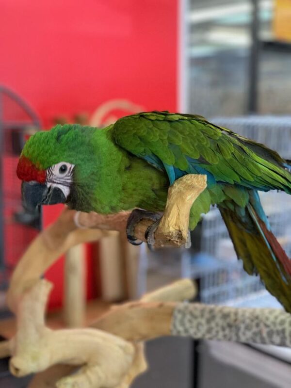 chestnut fronted macaw for sale