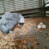 african grey parrot eggs for sale