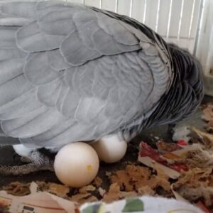 african grey parrot eggs for sale