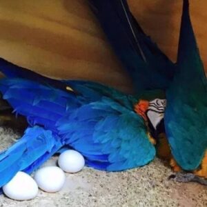 macaw parrot eggs