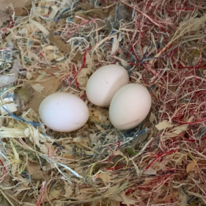 macaw parrot eggs