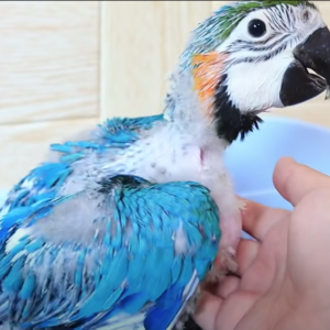 blue and gold macaw