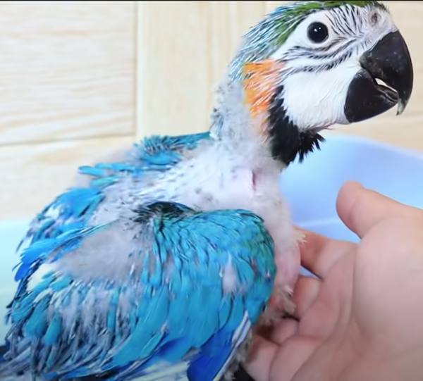 blue and gold macaw