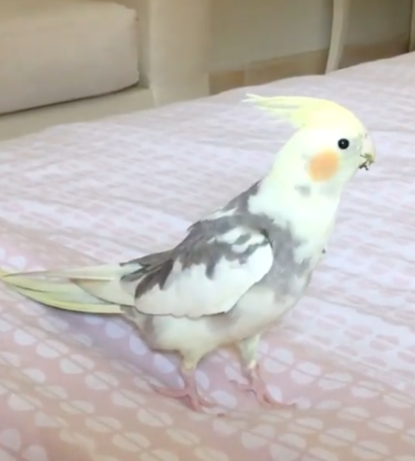 pearl cockatiel