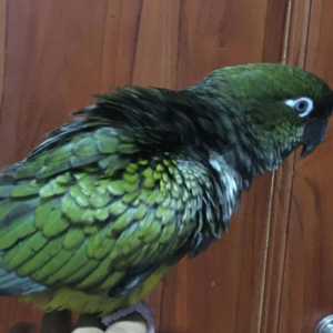 Patagonian Conure