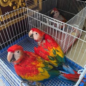 scarlet macaw for sale