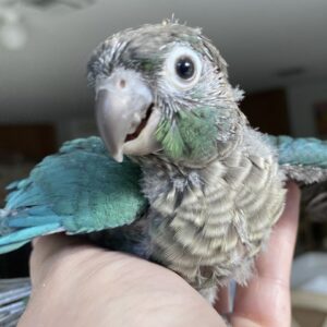 turquoise green cheek conure for sale