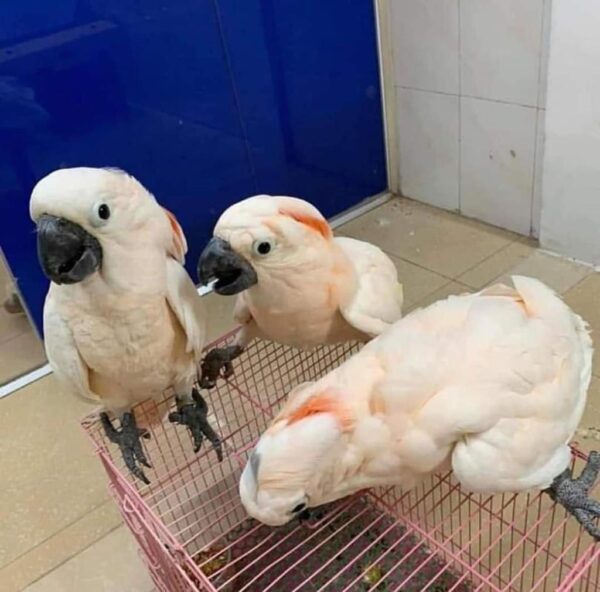 moluccan cockatoo for sale