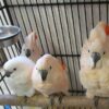 moluccan cockatoo for sale