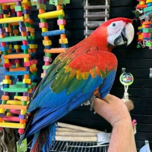 green winged macaw