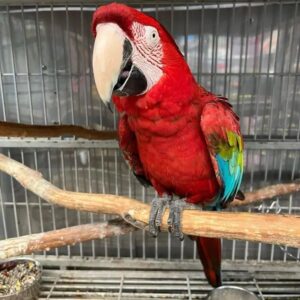 green winged macaw