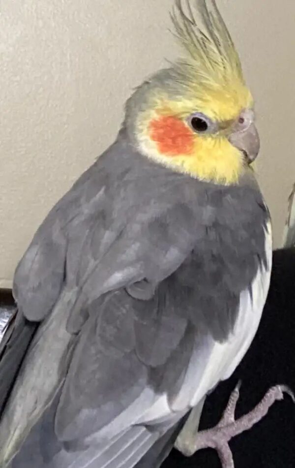 pearl cockatiel