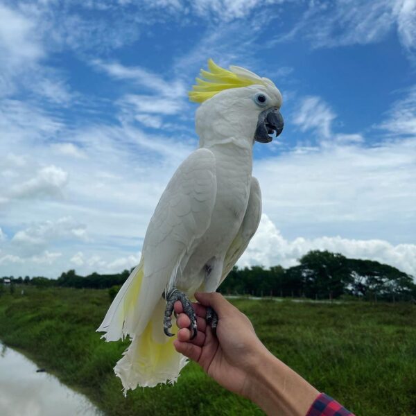 sulphur crested cockatoo price