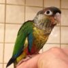 green cheek conure